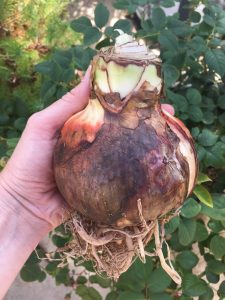 Large, healthy amaryllis bulb