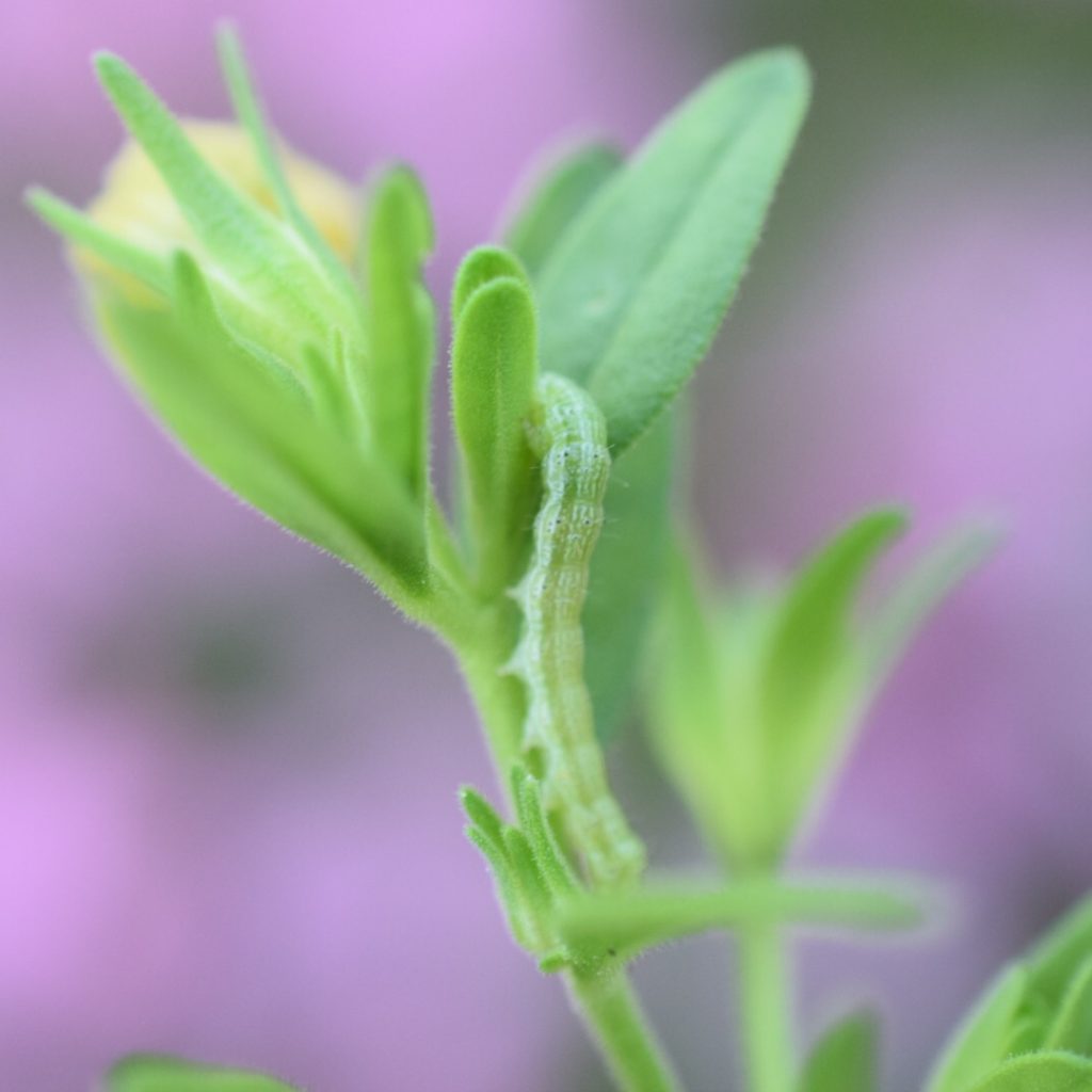 Budworm eating petunia
