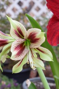 'Papilio' is a striking and unusual variety of amaryllis