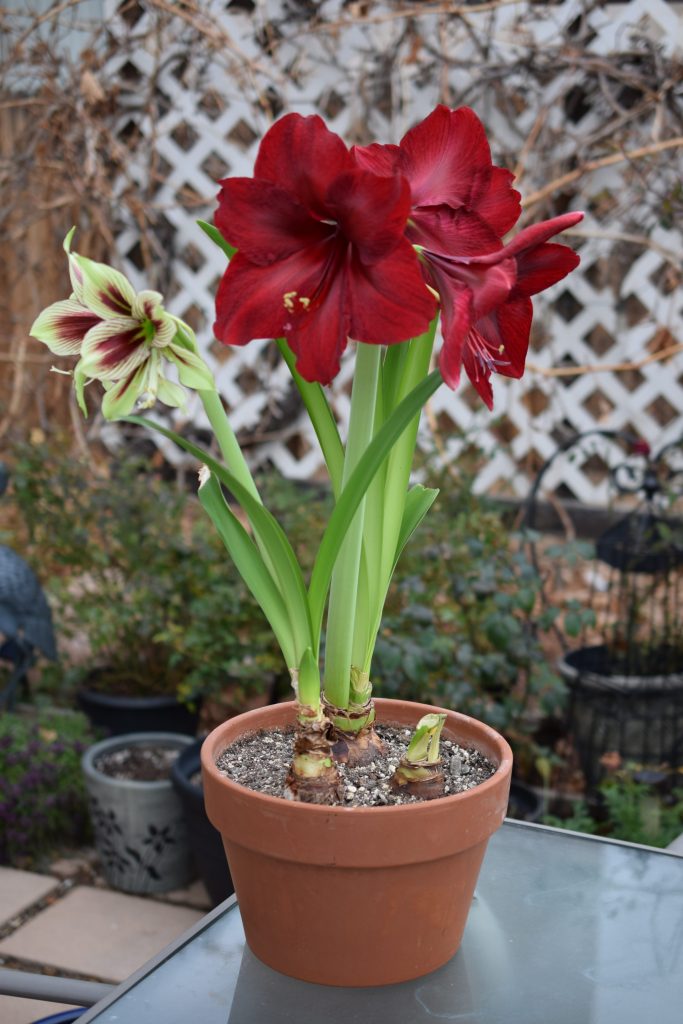 'Papilio' (left) and 'Red Pearl' (right) amaryllis