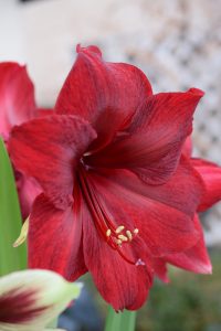 'Red Pearl' amaryllis