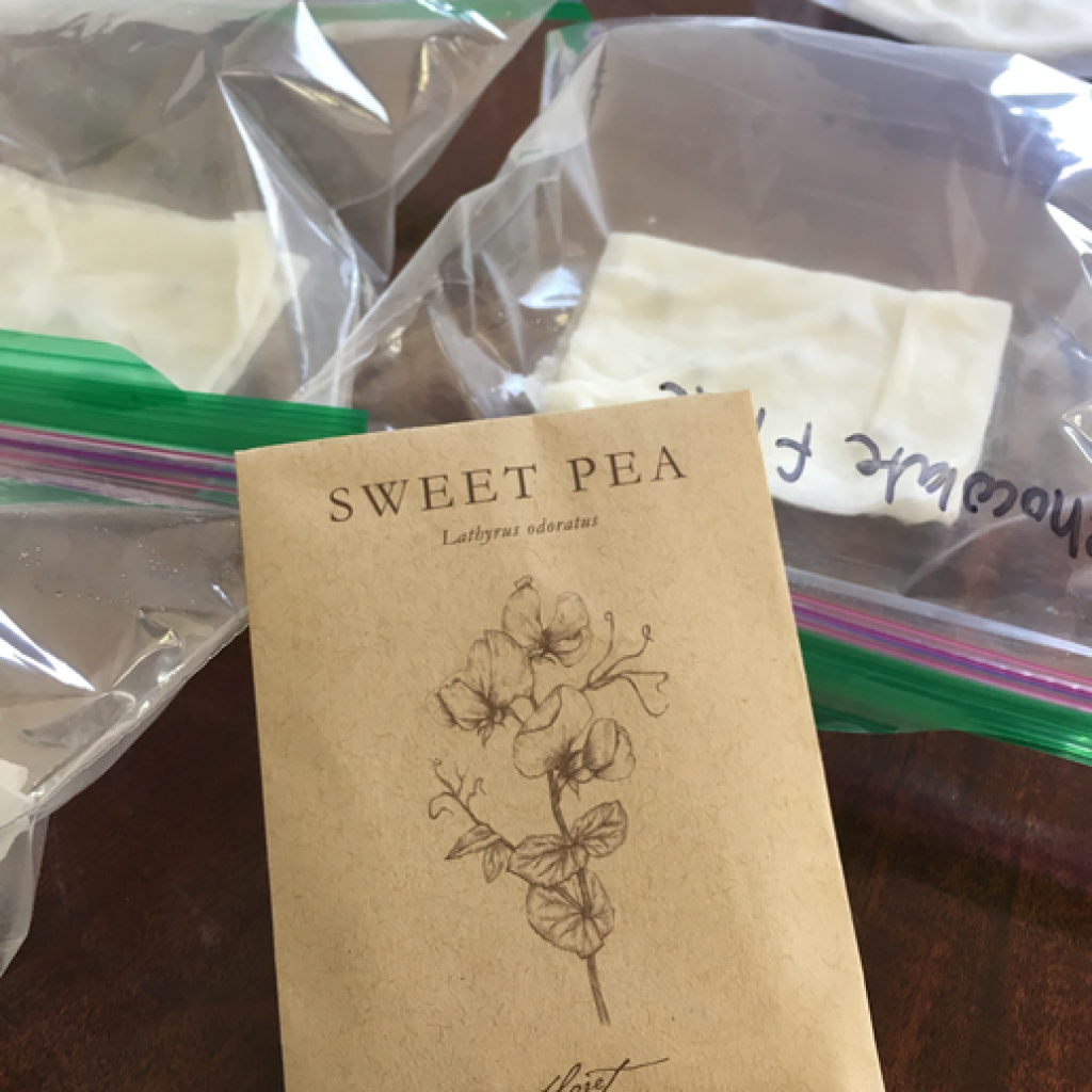 Paper towel and baggie sweet pea sowing method.
