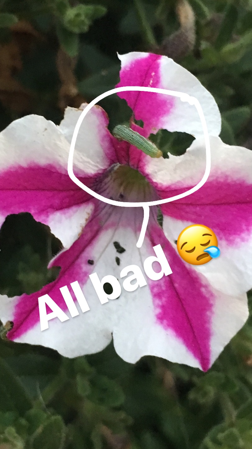 budworm-eating-petunia-the-fancy-garden