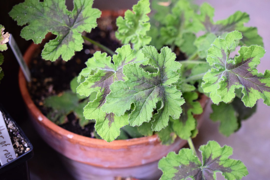 chocolatemintscentedgeranium_orig The Fancy Garden