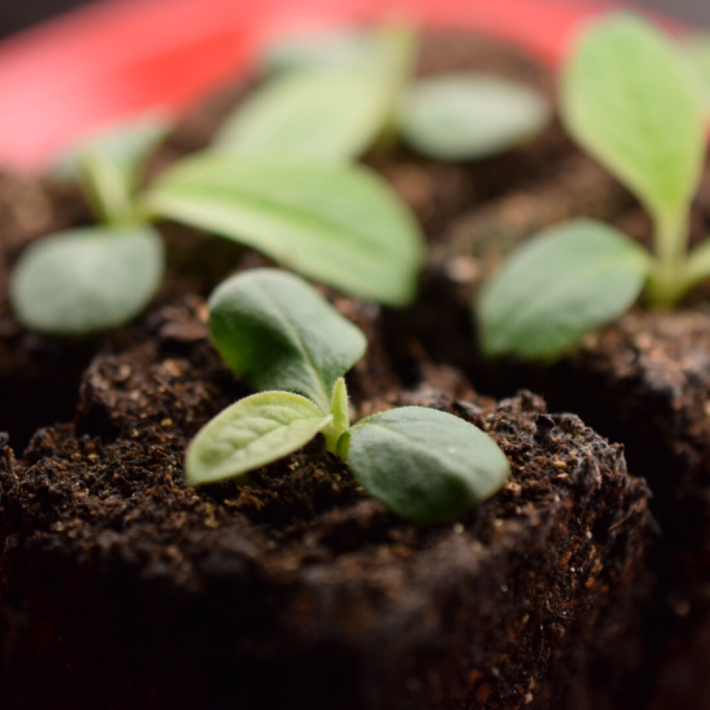 Chinese Forget-Me-Not seedlings growing indoors in soil blocks