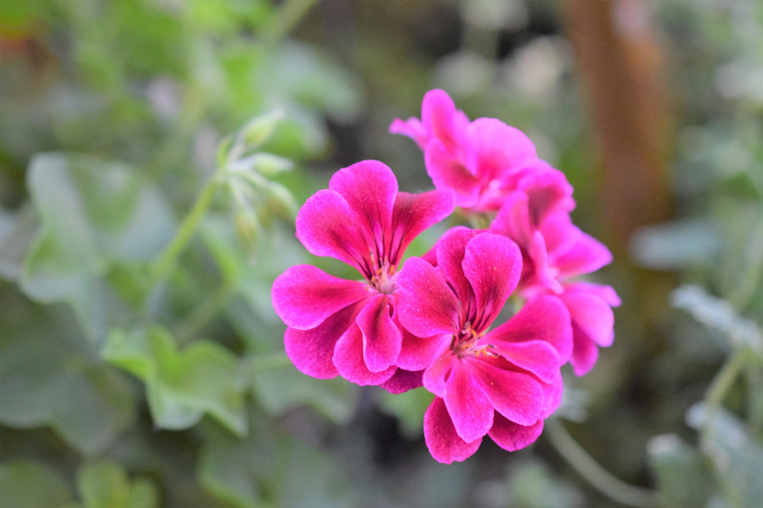 How To Root Ivy Geraniums