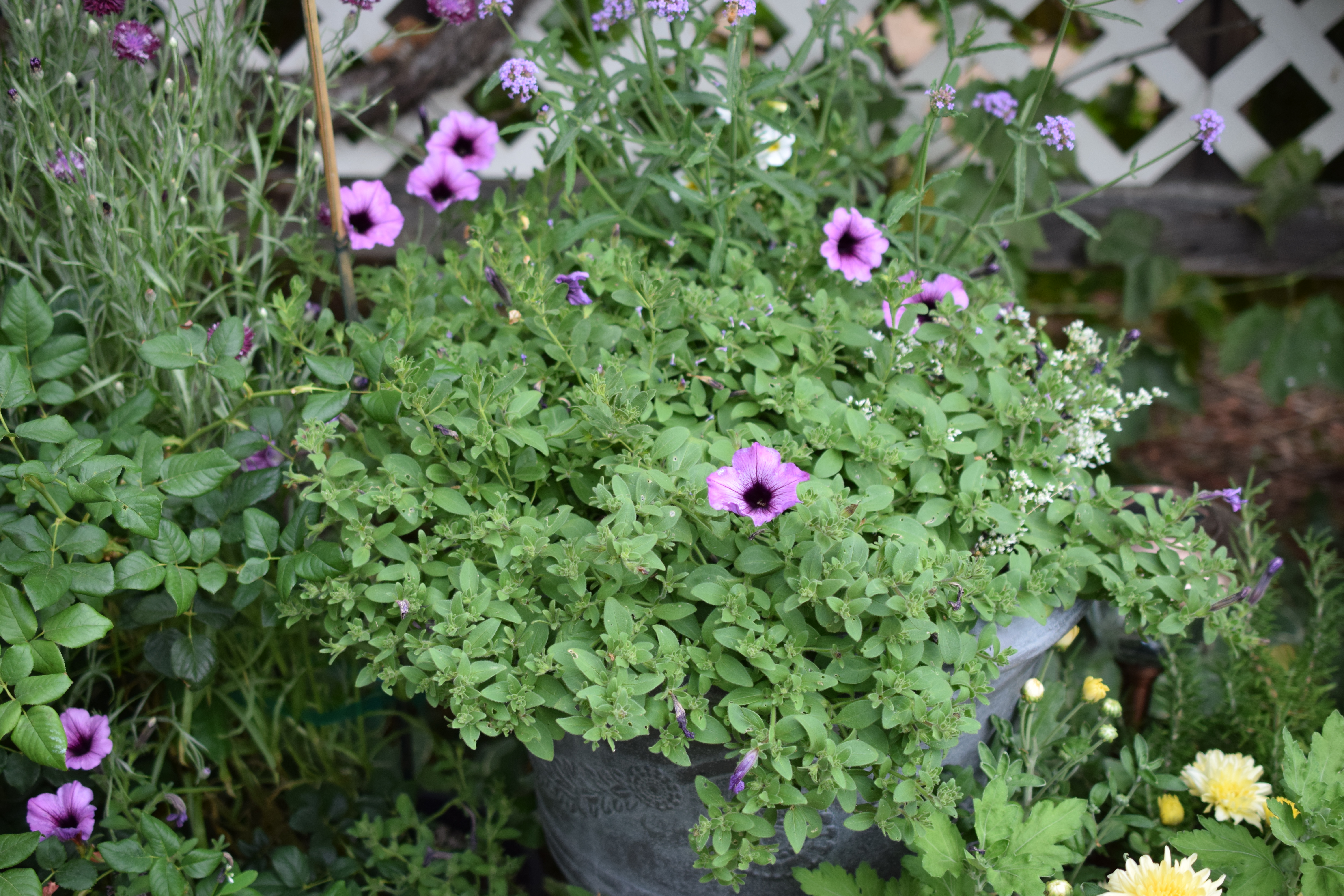 petunia stopped blooming The Fancy Garden