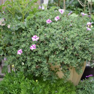 petunia with budworm damage