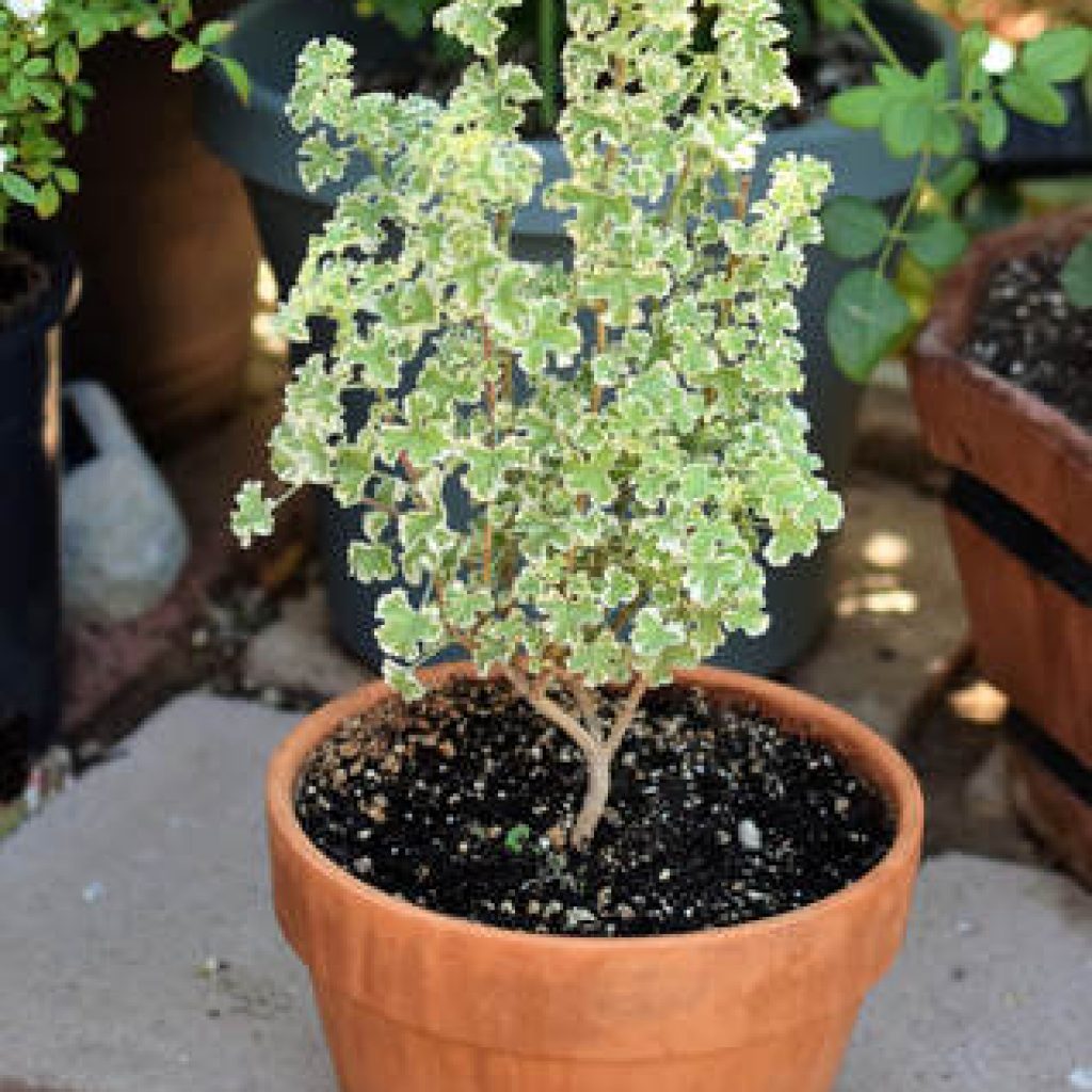princerupertscentedgeranium The Fancy Garden