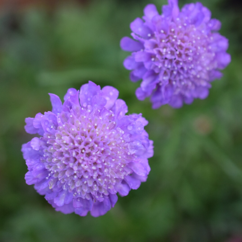 Scabiosa blooms