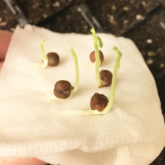 Ready to plant sweet pea seeds sprouting on damp paper towel.
