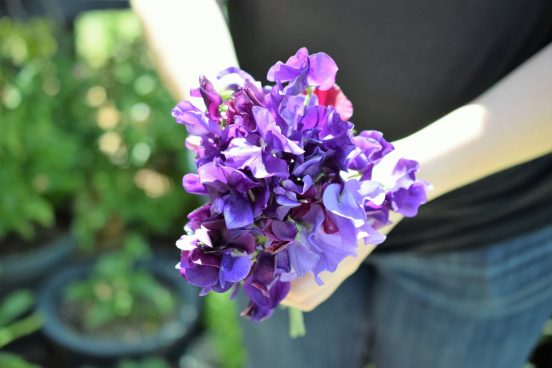 Bouquet of North Shore Sweet pea flowers