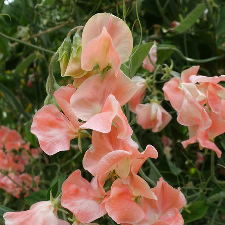Sweet Pea 'Apricot Queen'. Photo credit: Sweetpeagardens.com
