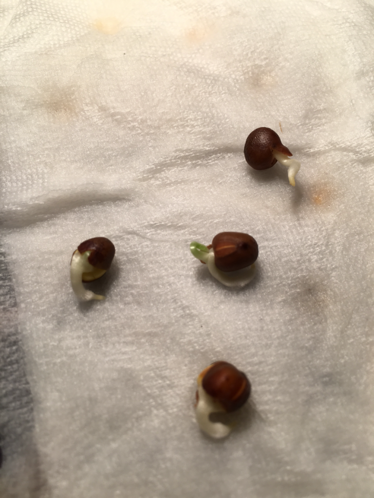 Sweet Pea Seeds Won’t Sprout? Try the “Paper Towel/Baggie Method