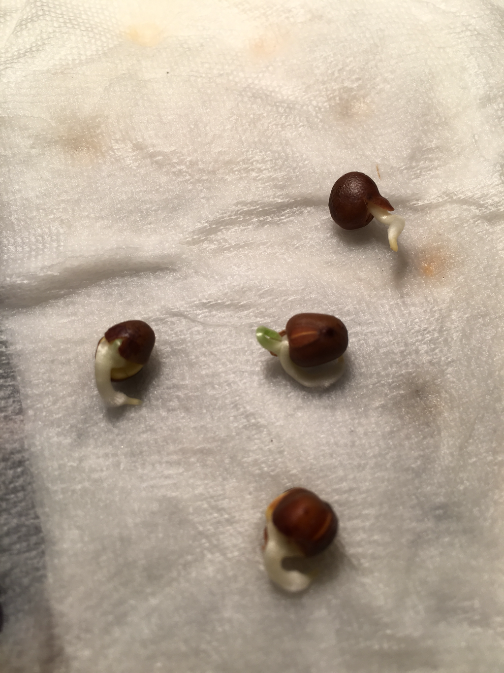 Sweet pea seeds germinating