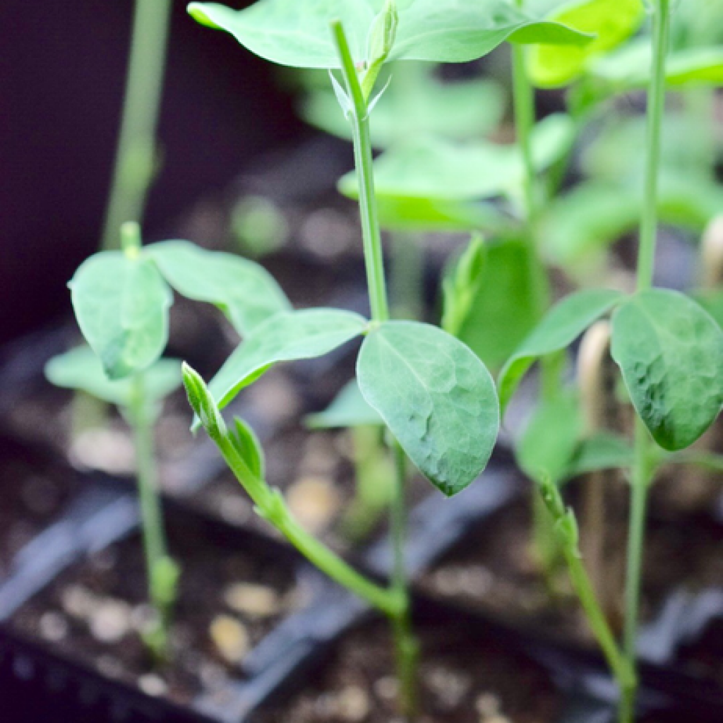 Sweet pea seedlings grown indoors
