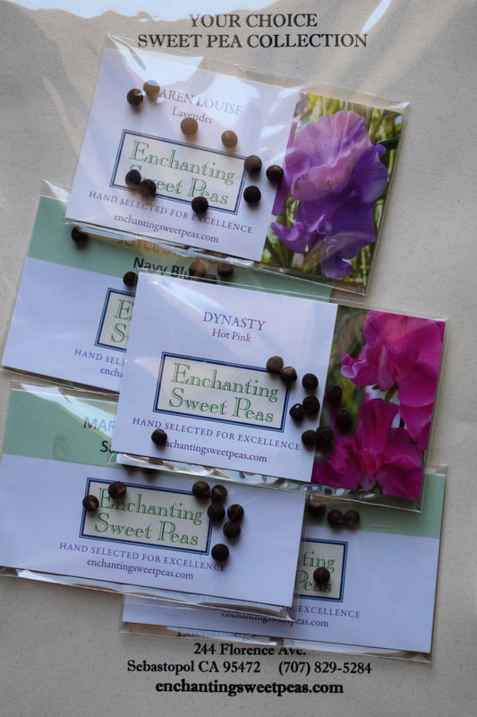 Sweet Pea Seed Packets from Enchanting Sweet Peas
