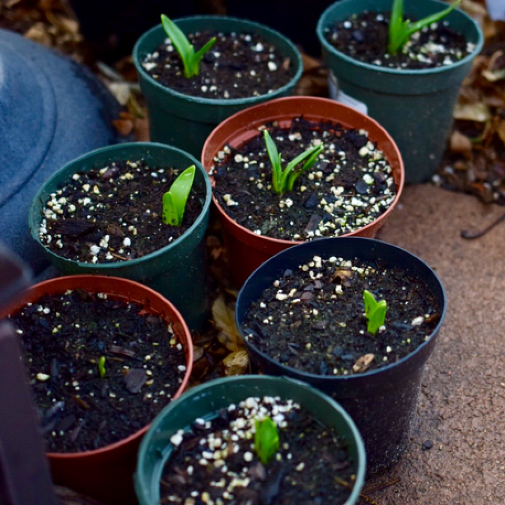 Tete- a - Tete daffodils sprouting