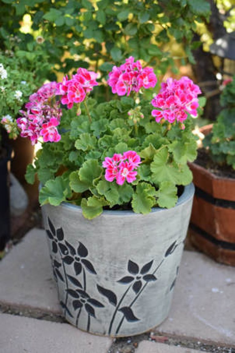 How to Grow Heat Loving Geraniums The Fancy Garden