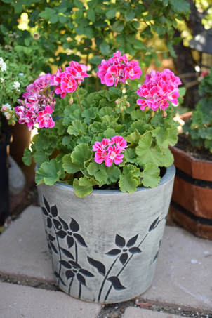 Zonal Geranium in Decorative Pot