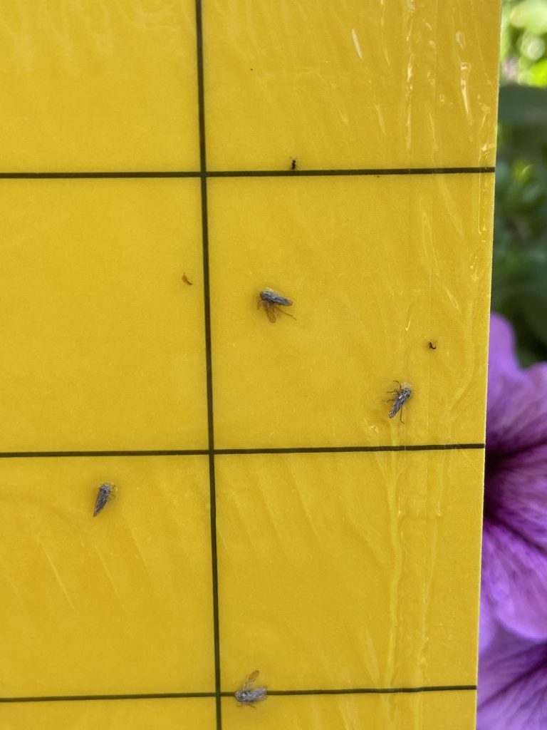 Close up of Leafhopper on Sticky Trap