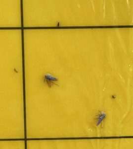 Close up of Leafhopper on Sticky Trap