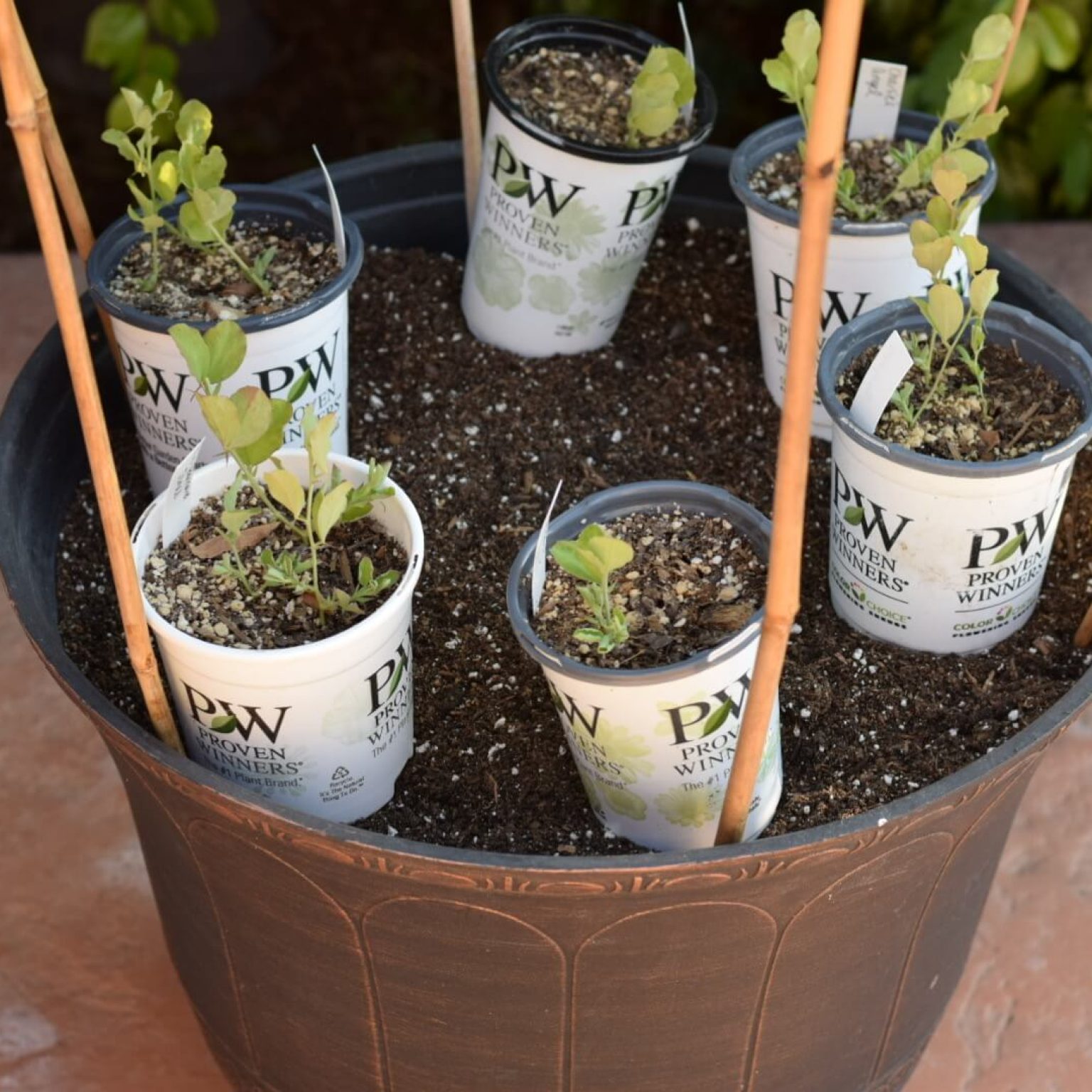 How to Grow AMAZING Sweet Peas in Containers