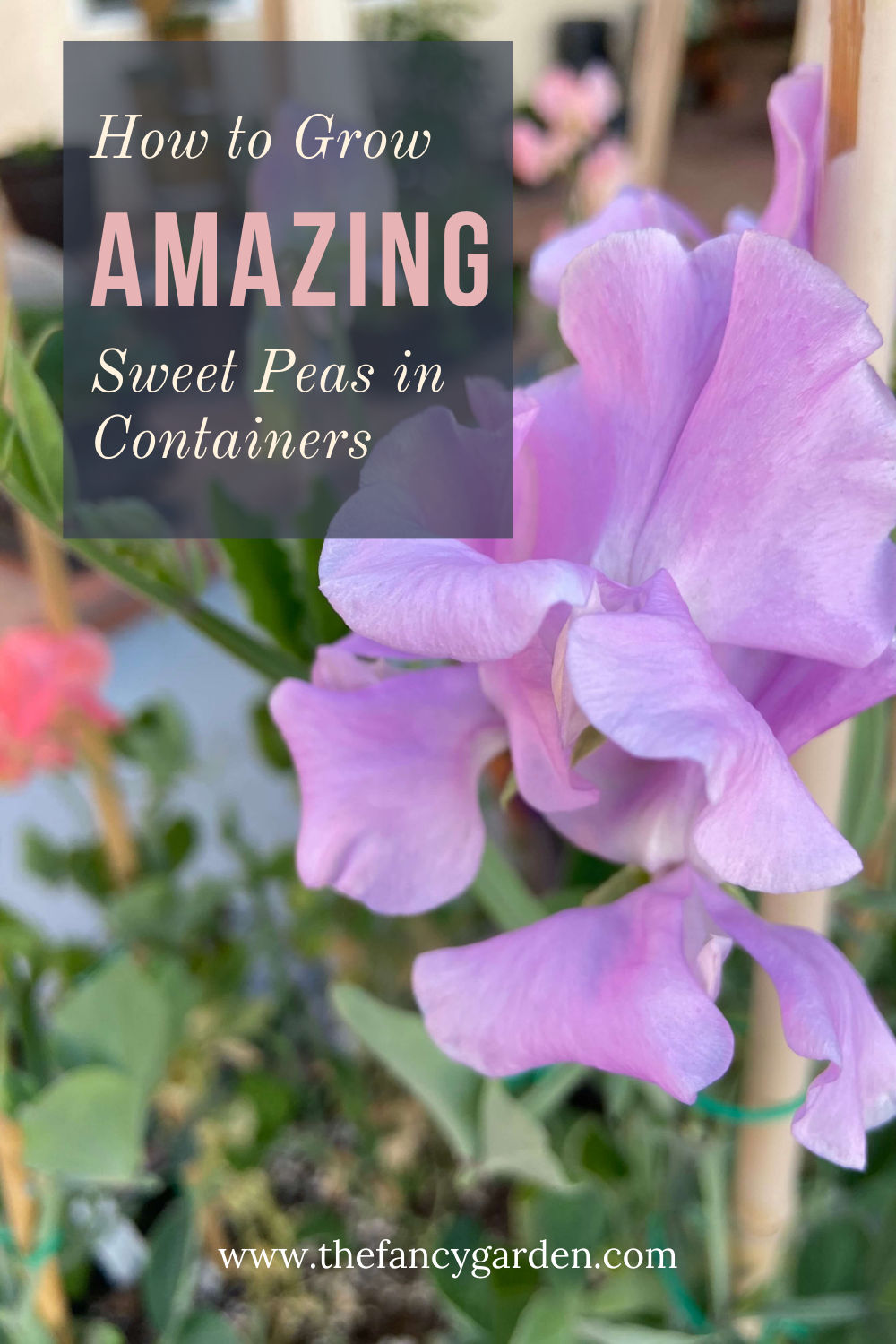 How to grow amazing sweet peas in containers