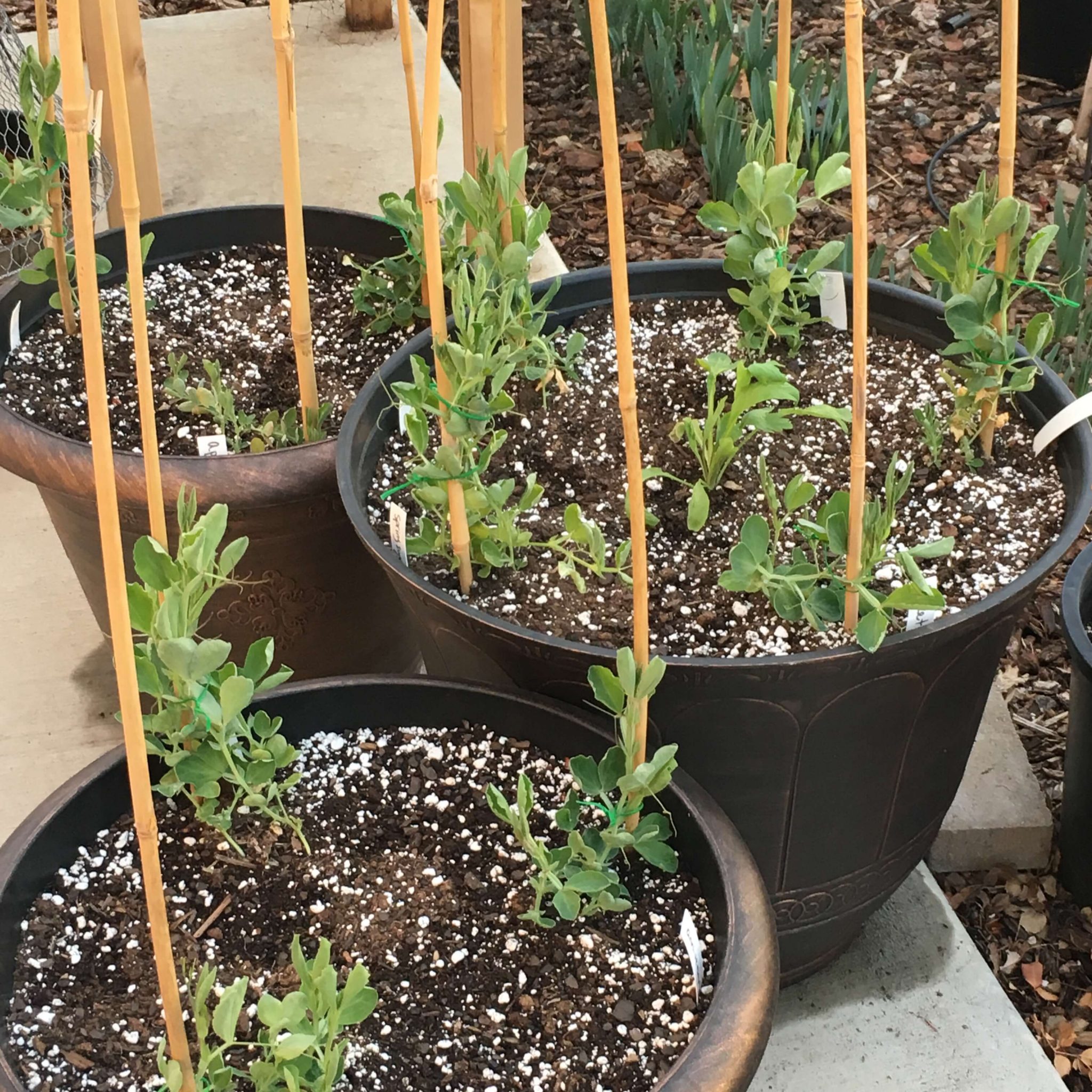 How to Grow AMAZING Sweet Peas in Containers