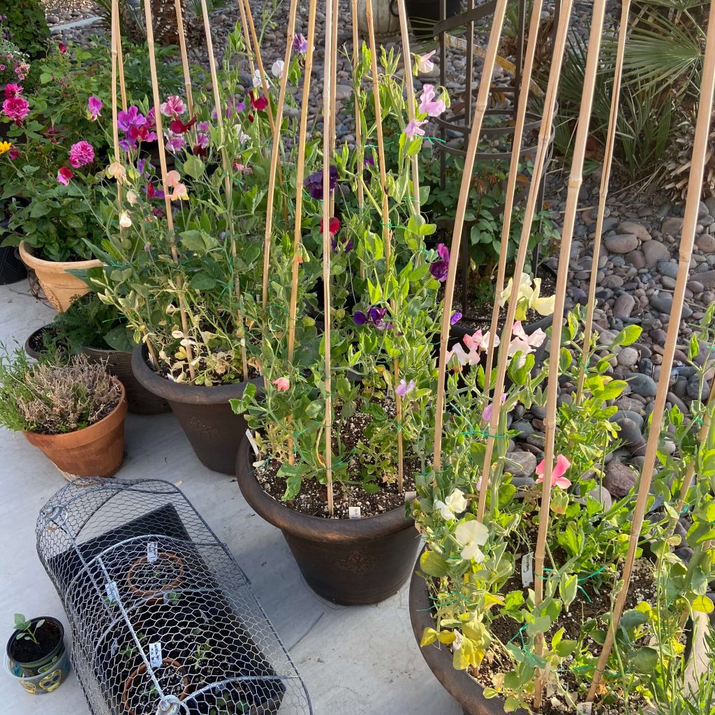 Bandage Towards Father Sweet Peas Pots Bore Outstanding Harbor Bandage Towards Father Sweet Peas Pots Bore Outstanding Harbor
