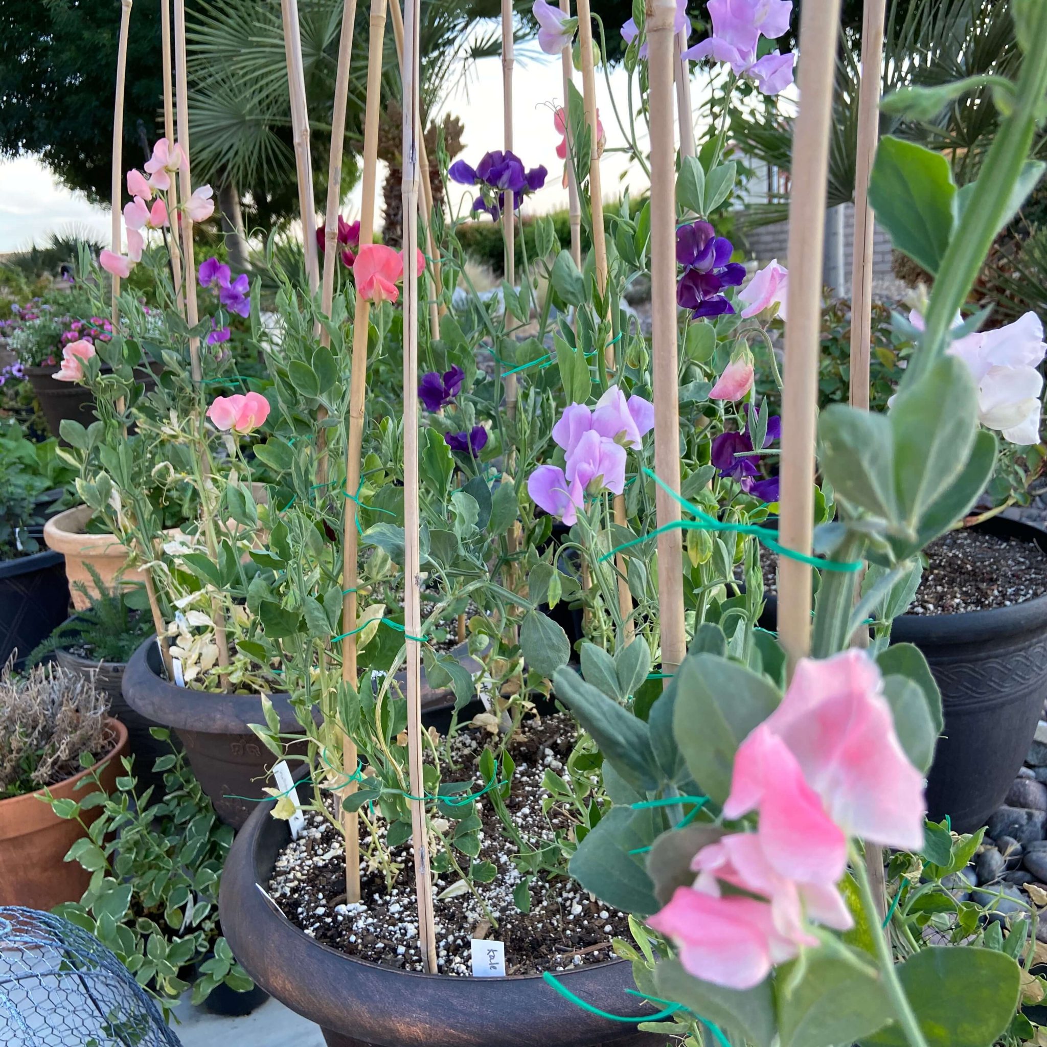 How to Grow AMAZING Sweet Peas in Containers