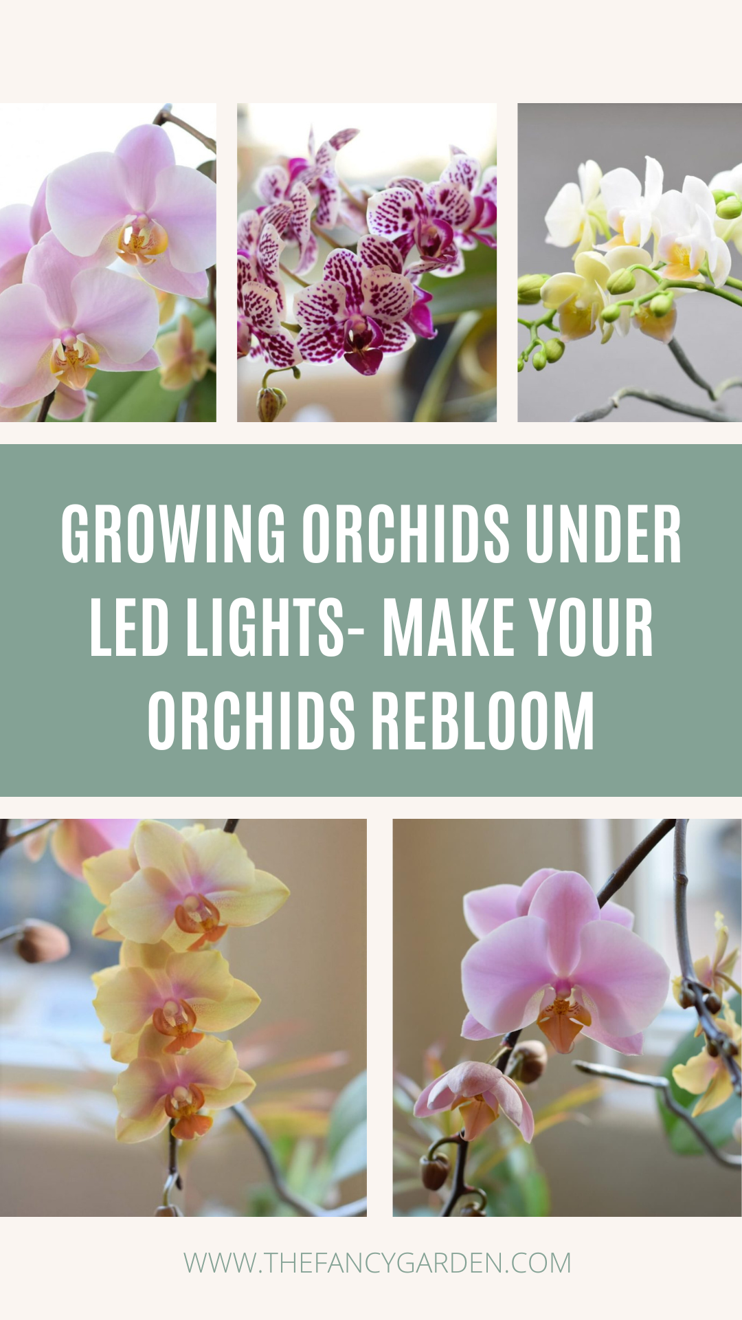 Growing Orchids Under LED LightsMake Your Orchids Rebloom!