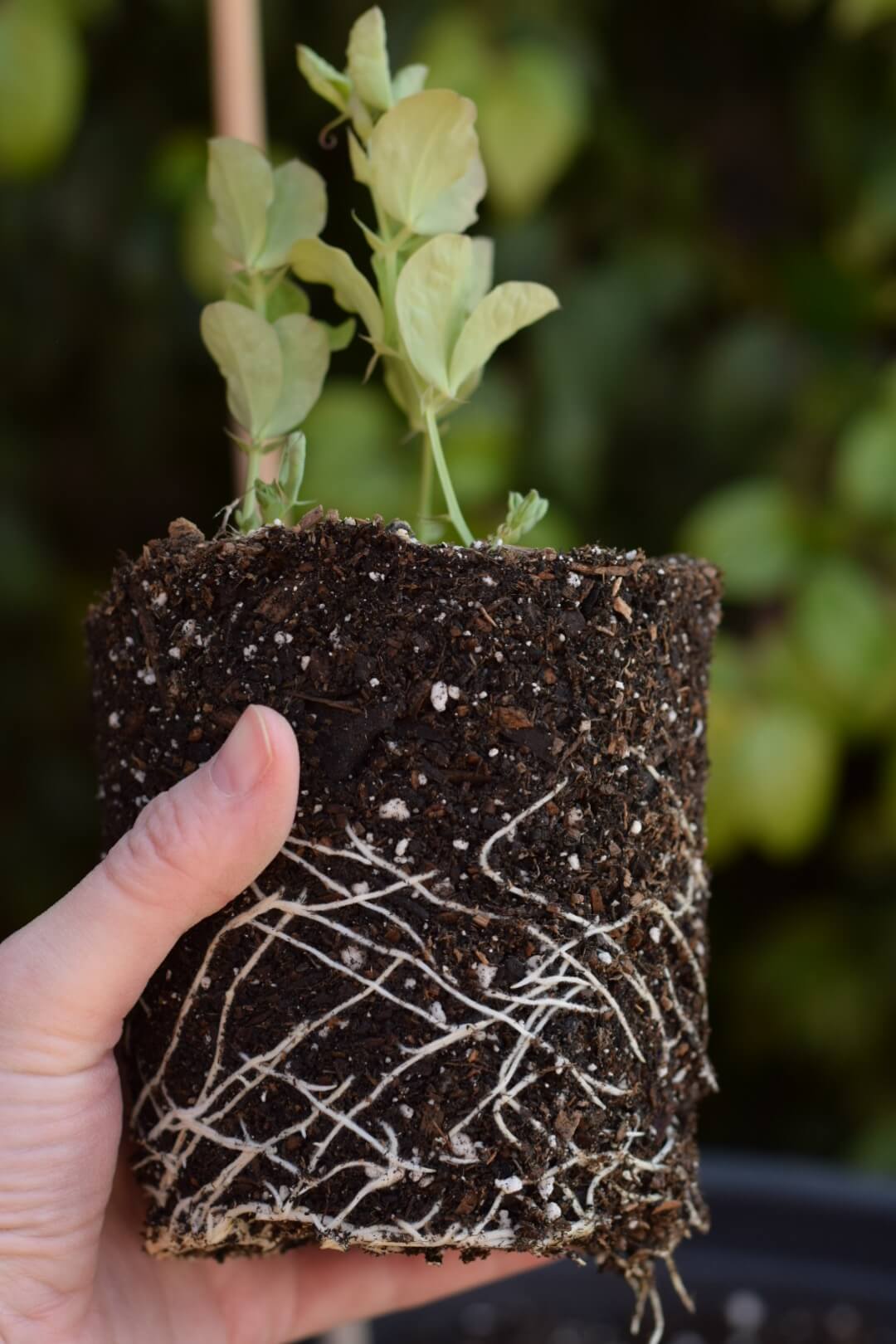 Root system of a sweet pea seedling that is ready to be planted