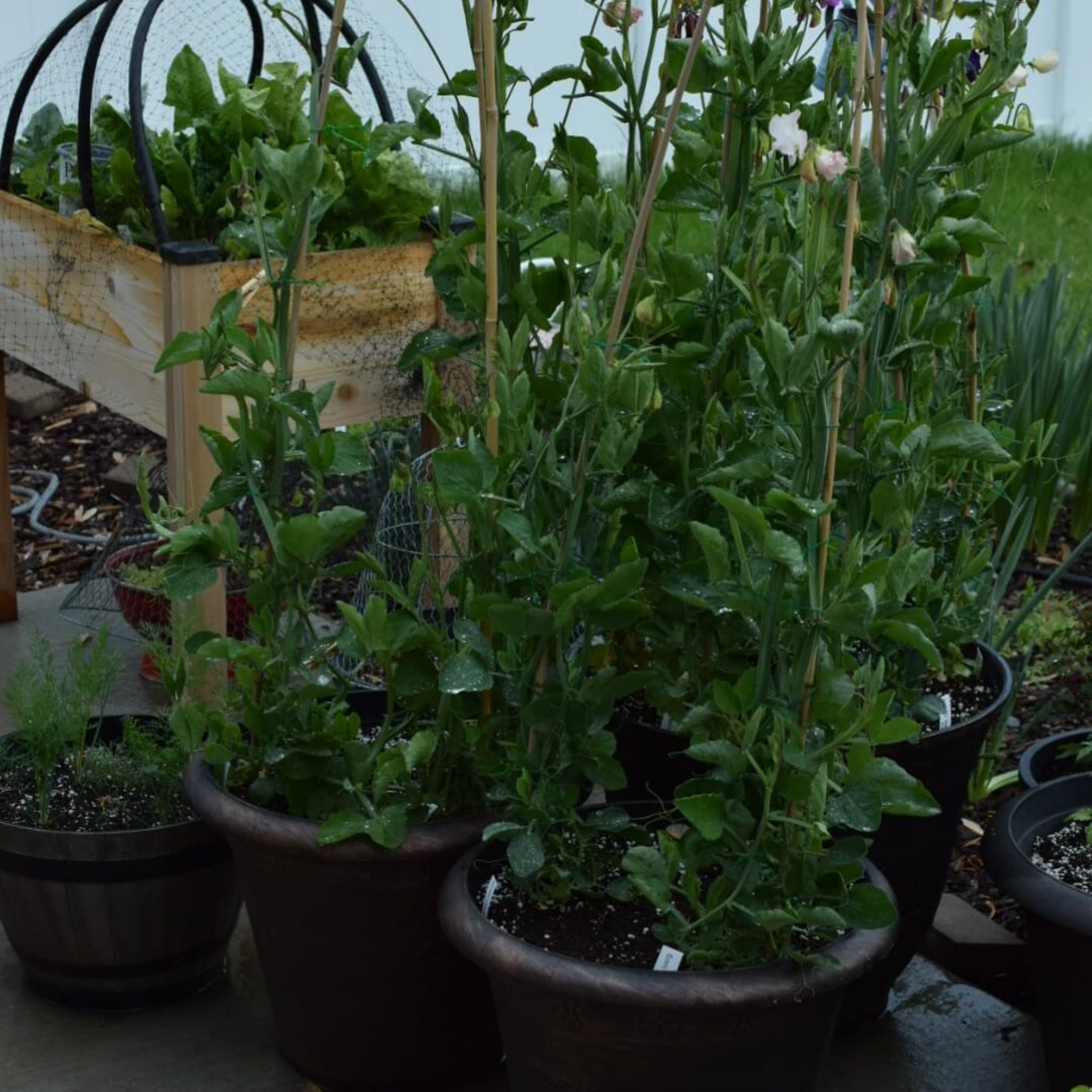 SweetpeasgrowingincontainersinUtah The Fancy Garden