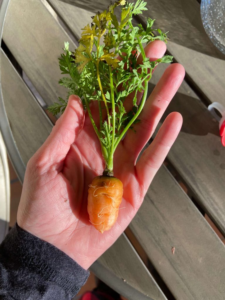 'Tonda di Parigi' carrot ready to eat