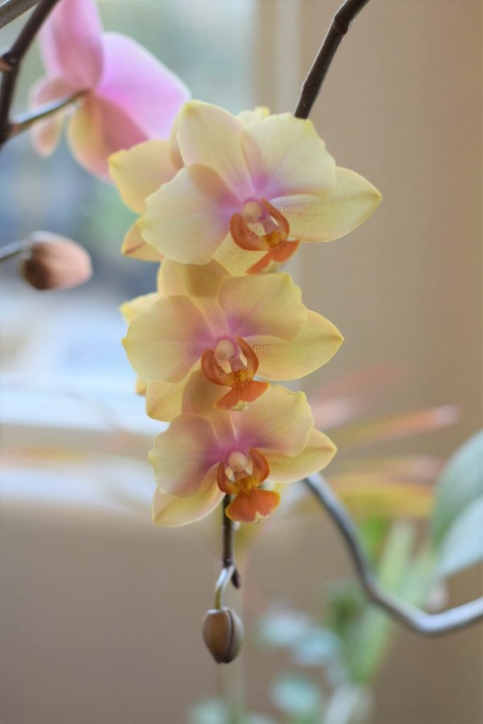 Yellow Phalaenopsis orchid on display