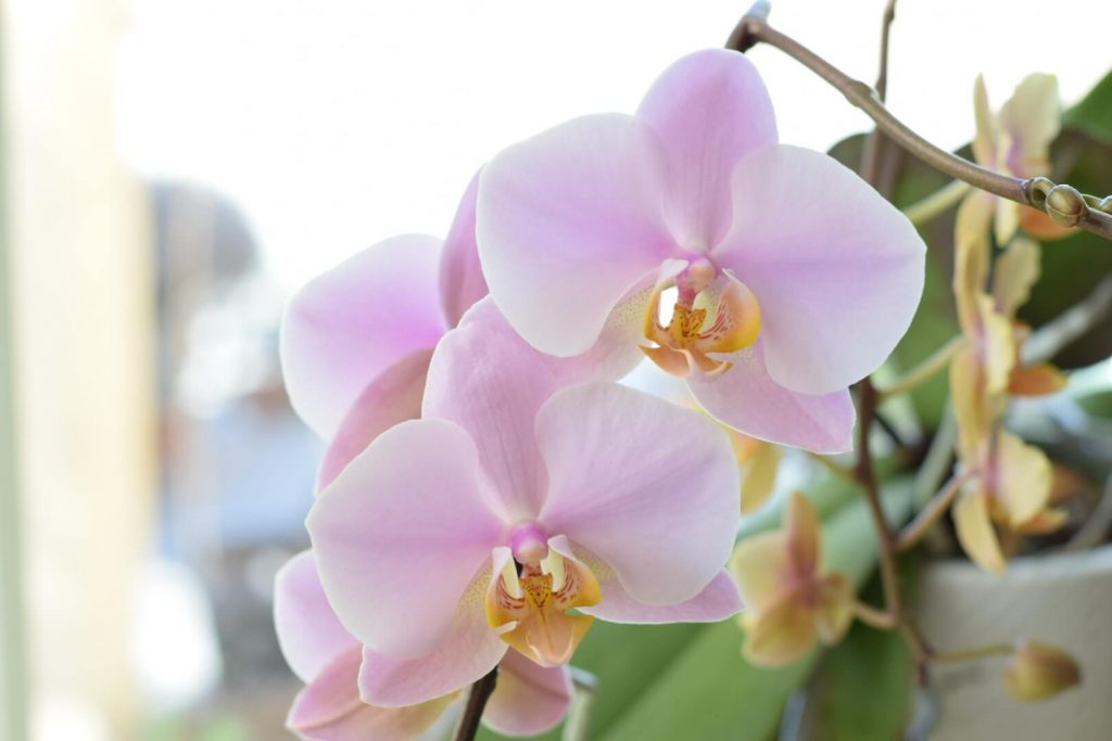 Reblooming pink Phalaenopsis orchid
