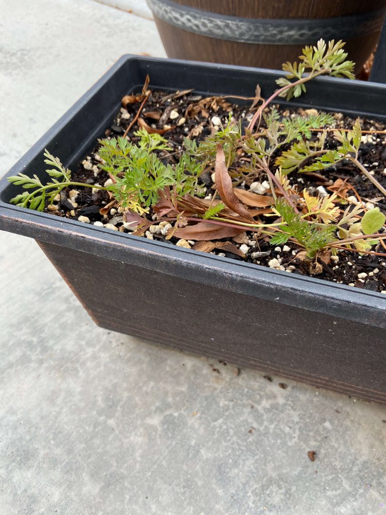 Small windowbox container perfect for growing carrots