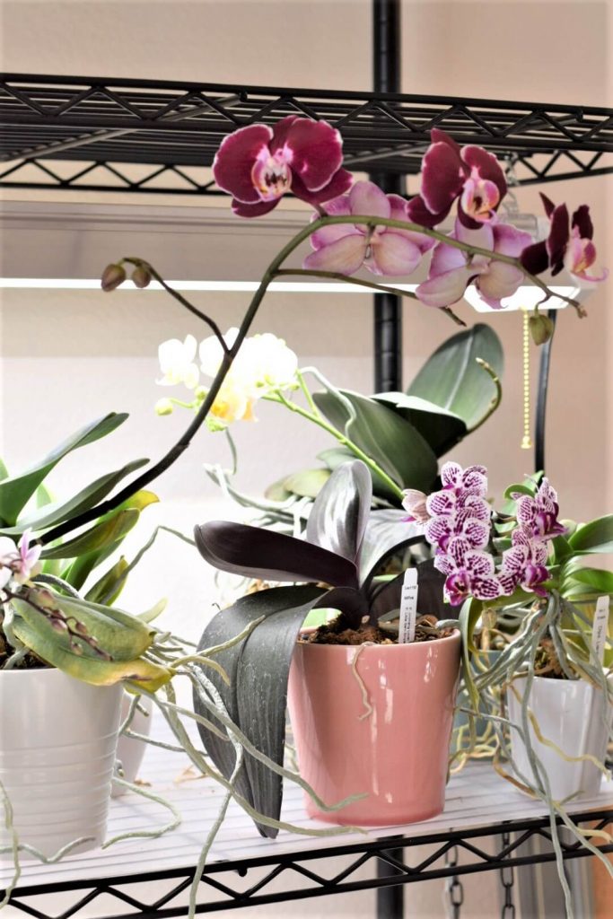 Phalaenopsis orchids blooming under an LED light