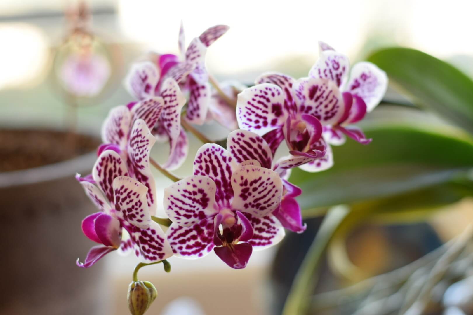 Growing Orchids Under LED Lights-Make Your Orchids Rebloom!