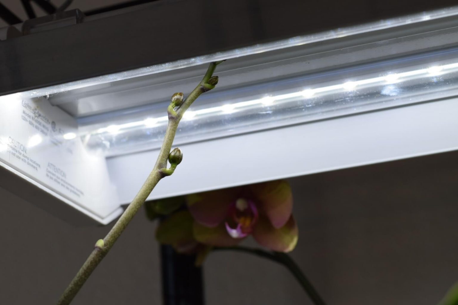 Growing Orchids Under LED LightsMake Your Orchids Rebloom!