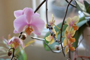 pink and yellow Phalaenopsis orchid