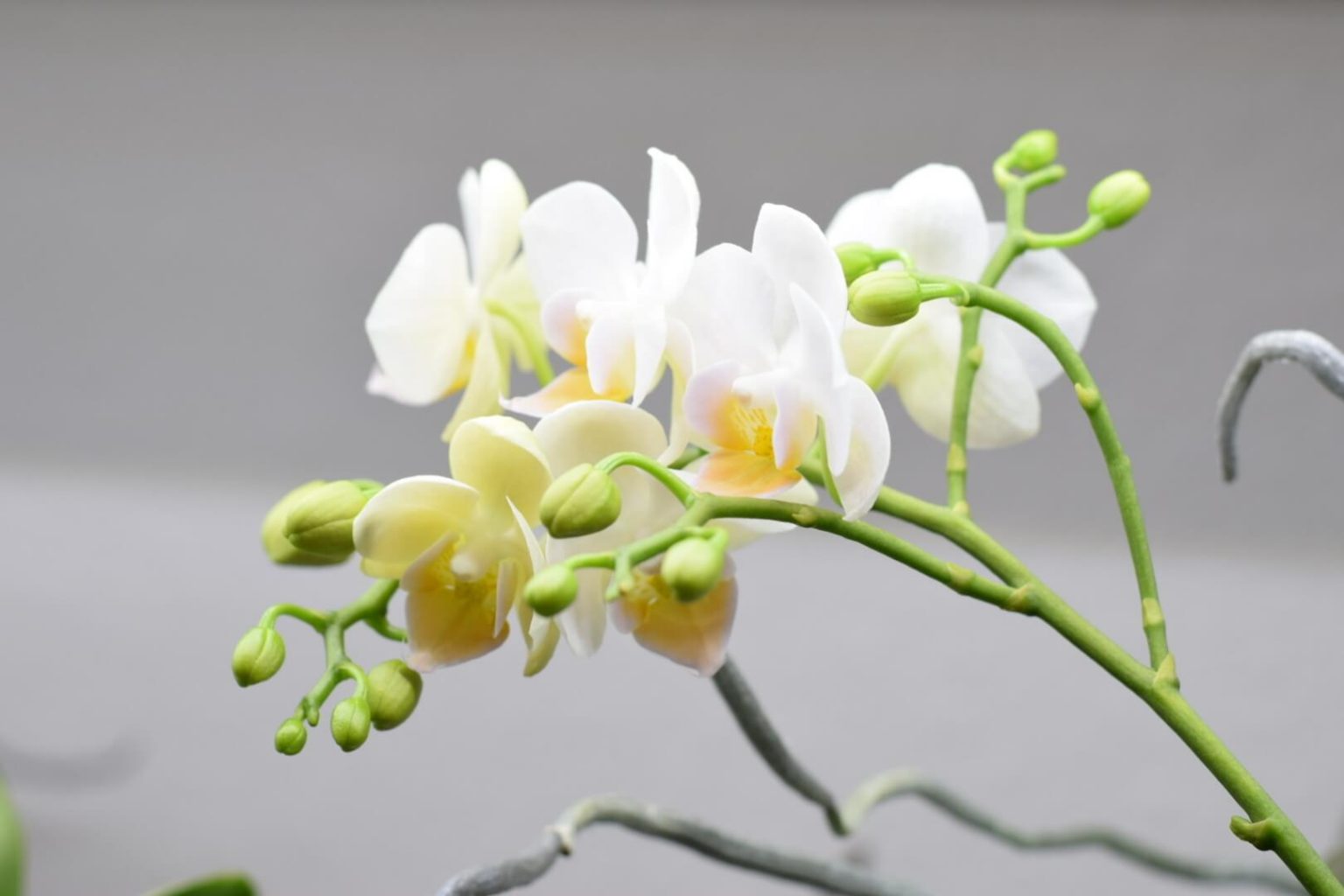 Growing Orchids Under LED LightsMake Your Orchids Rebloom!