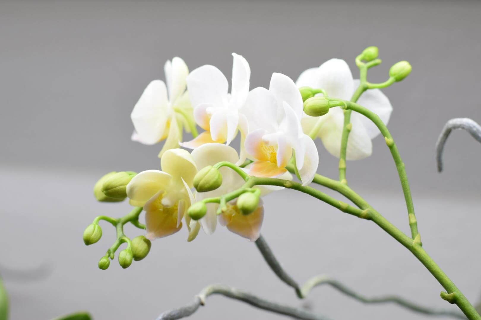 Growing Orchids Under LED LightsMake Your Orchids Rebloom!