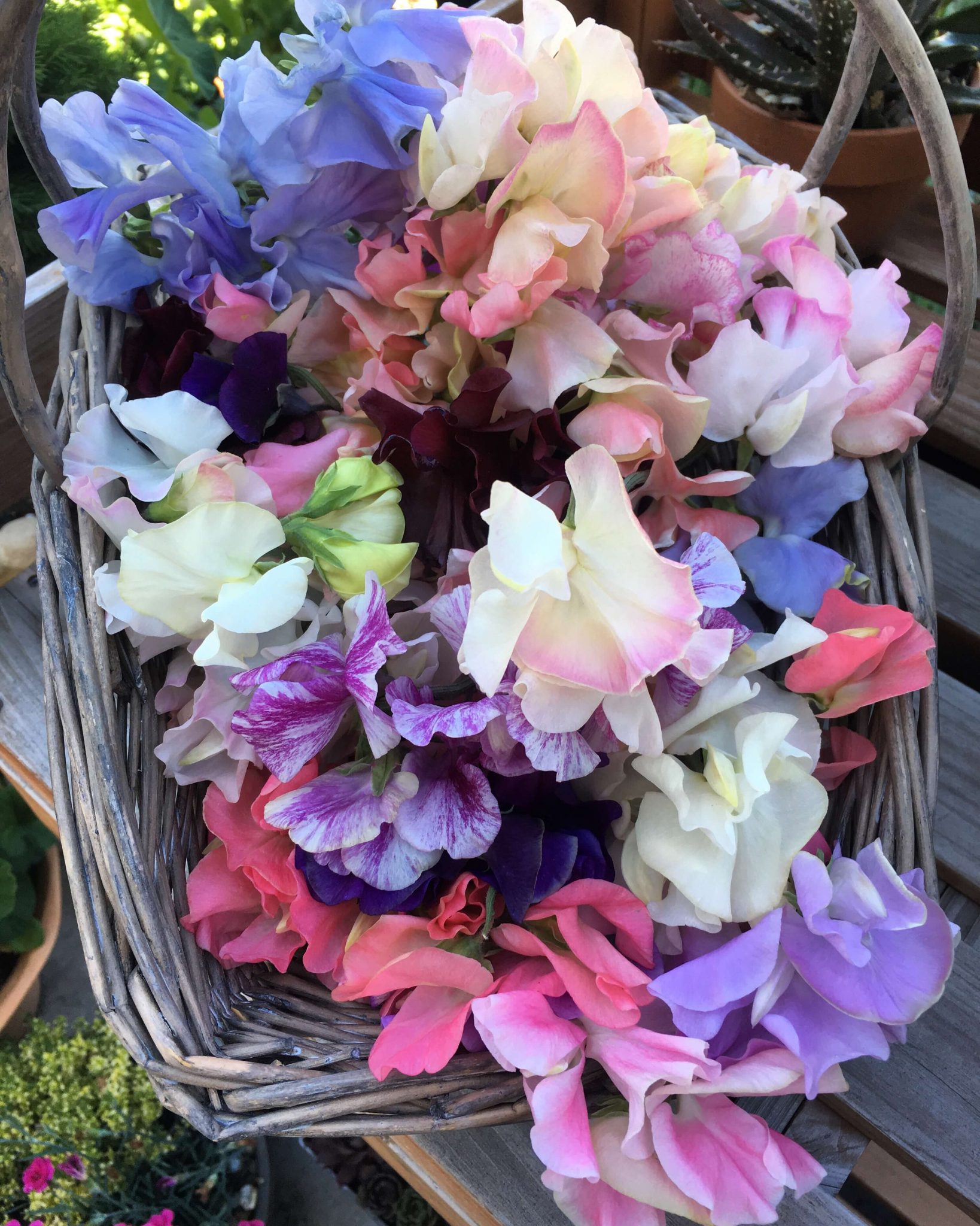 Growing Sweet Peas Get a Head Start with Autumn Planting