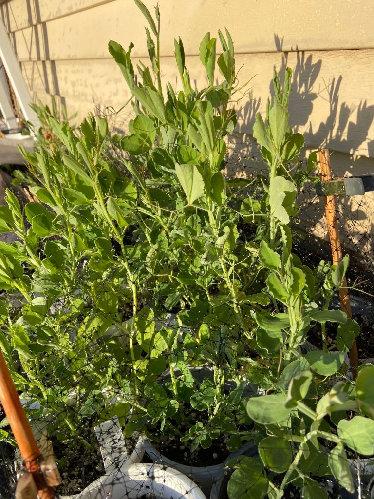 Vigorous sweet pea seedlings that grew through the bird net