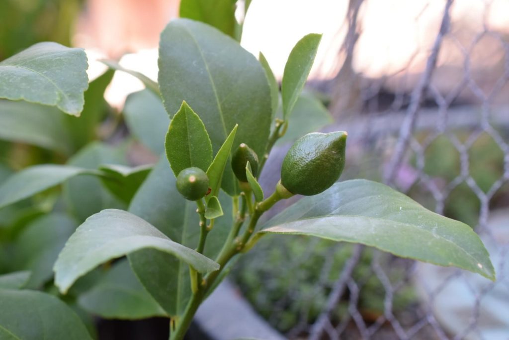 Baby Meyer lemon fruit