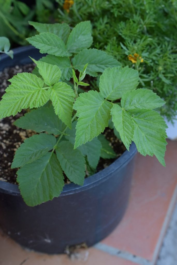 Potted raspberry plant
