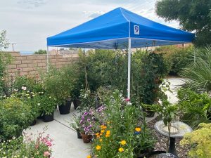 Pop up shade in the garden