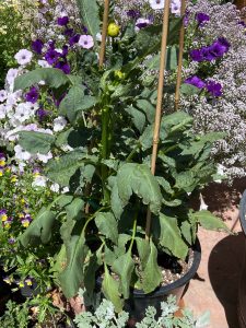 Wilting dahlia plant